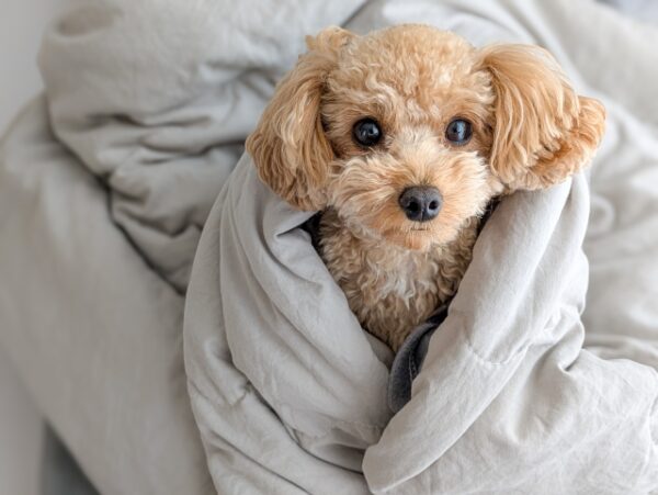 31514251_s | 「食べられる家」徳島の自然素材・天然素材の戸建、健康な注文住宅なら阿南市の四国建設へ|無添加住宅正規代理店